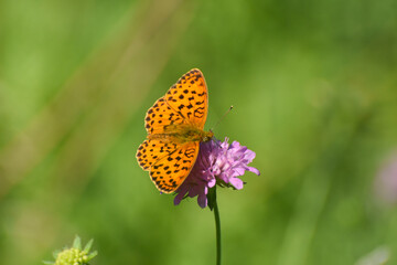 Marbled fritillary butterfly, Brenthis daphne. Beautiful Fritillary butterfly on meadow