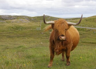 A closeup of a Highland cow on the Island of Bernera, in the Outer Hebrides, Scotland, UK.