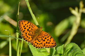 Marbled fritillary butterfly, Brenthis daphne. Beautiful Fritillary butterfly on meadow