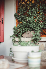 Fototapeta na wymiar Ivy in a veranda