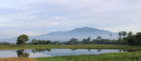 paddy fields, pond and forest before the hills in the morning