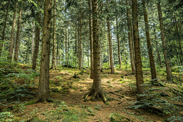 Trees on a hill in the forest. Moutain forest. Karkonosze forest.