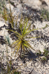 Roridula dentata in the Cederberg Mountains, Clanwilliam, Western Cape, South Africa
