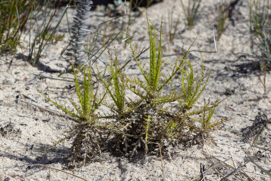 Roridula dentata in the Cederberg Mountains, Clanwilliam, Western Cape, South Africa