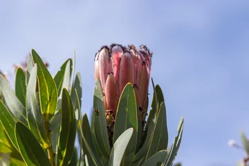 Foto op Canvas Protea sp. on Bain's Kloof Pass, Wellington, Western Cape, South Africa © Christian Dietz