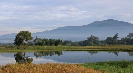 paddy fields, pond and forest before the hills in the morning
