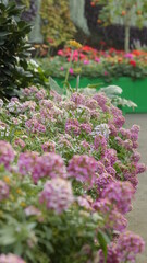 Obraz premium flowers in the garden