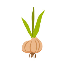 Onion in colorful cartoon style vector illustration.