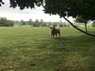 rind kuh auf feld wiese koppel weide
