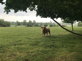 rind wieent wisent büffel