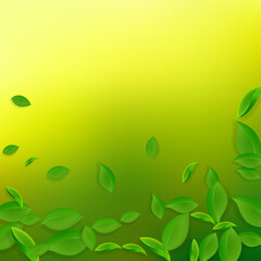 Falling green leaves. Fresh tea chaotic leaves fly