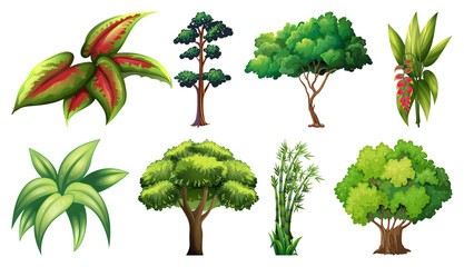 Fototapeta premium Set of variety plants and trees
