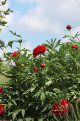 sunrise, city, nature, clouds, flowers