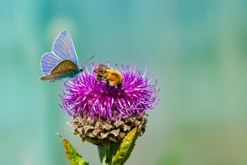 Purple flower of the medicinal plant leuzea or Rhapónticum carthamoídes, raponticum safflower,