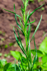 Green herb of the medicinal and food plant Artemisia tarragon, or tarragon,estragon, wormwood, Artemisia dracúnculus.It is used for preparing food and drinks in cooking