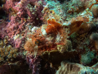 Naklejka na ściany i meble A juvenile Papuan Scorpionfish (Scorpaenopsis papuensis)