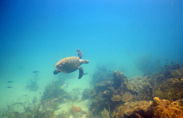 Obraz na płótnie Canvas underwater sea turtle caribbean sea Venezuela