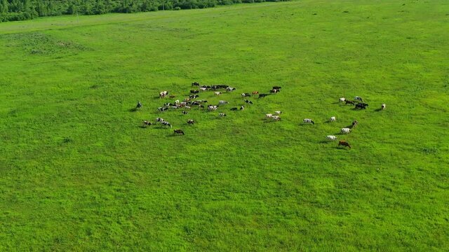 Cows Grazing On A Green Summer Meadow. View From Above.