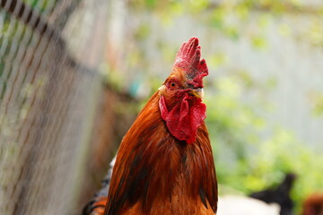 Close up of adult rooster in paddock. Portrait of stately cock outdoor.