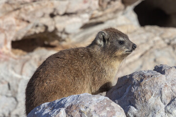 Procavia capensis (Rock dassie) in Hermanus, Western Cape, South Africa