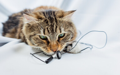 The cat sniffs the music headphones. The pet is playing with the wires