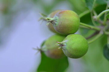 
young green apples