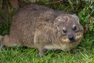 Procavia capensis (Rock dassie) in Hermanus, Western Cape, South Africa