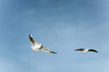 A group of seagulls