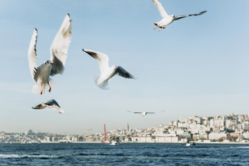 Fototapeta na wymiar A group of seagulls