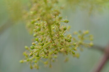 
flowering grapes in the garden