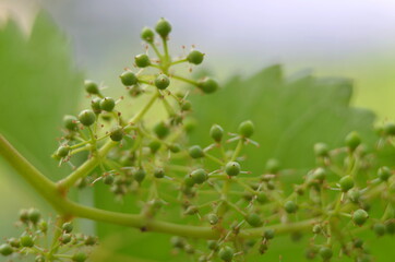 
flowering grapes in the garden