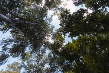 Group of trees in a forest seen from below.