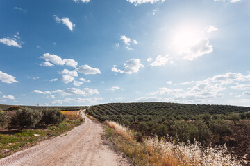 Path in the Spanish countryside with olive trees and sun.