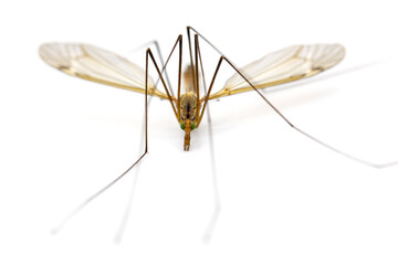 close-up of a crane fly isolated on white