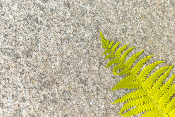Fern leaf on concrete background. Macro.