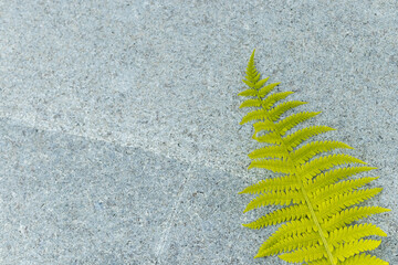 Fern leaf on concrete background. Macro.