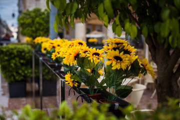 Fototapeta na wymiar fragile yellow sunflowers. flowers of sun color