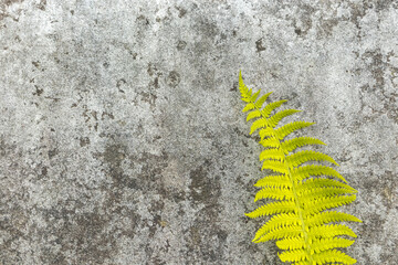 Fern leaf on concrete background. Macro.