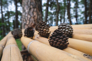 Pine cones