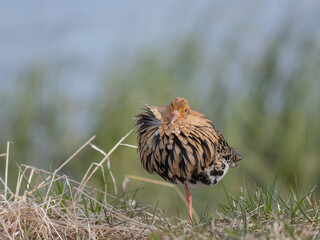 Male ruff showing its feather collar in mating season