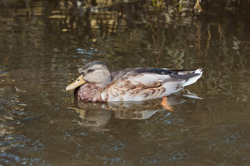 Mallard female wild duck in a lake