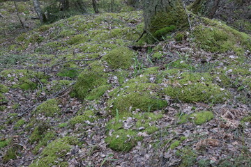 Fototapeta na wymiar green moss