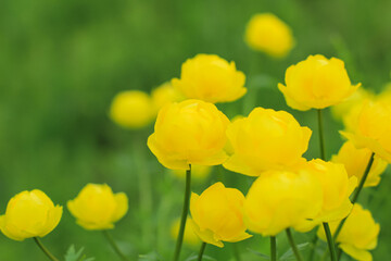 Obraz premium Beautiful yellow Globeflowers European (Ranunculaceae) floral background. Wild meadow plant. Summer nature. Copy space.