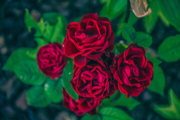 and a lush bouquet of red roses. Red petals and tenderness of a flower paradise