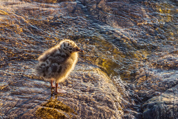 Baby Seagull. A lonely cub of a bird is waiting for his mother on the shore. A helpless baby seagulls can't fly. Tide. The concept of an abandoned child without help in a cruel world.