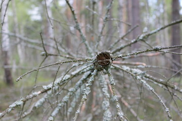 old tree