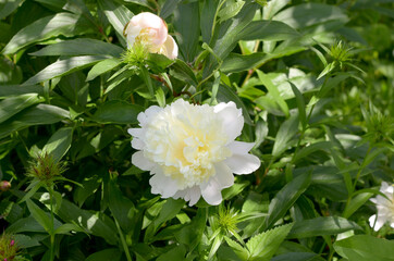 peonies beautiful white peonies in the garden