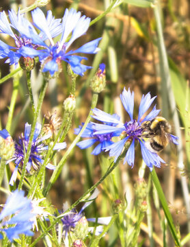 Close up of bumblebee on iris flower.