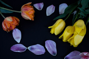 orange and yellow tulips with purple petals on a black background