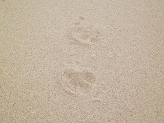 Fox's paw prints on sand.